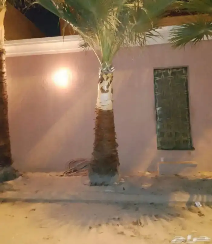 تكريب نخيل الرشنطني 1