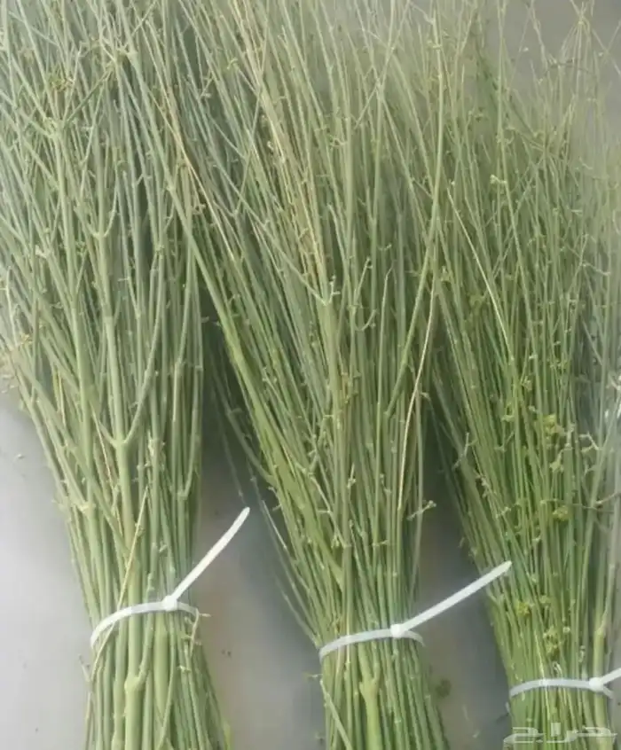 مرخ طازج للحنيذ والمندي يقطف يوم طلبك 0