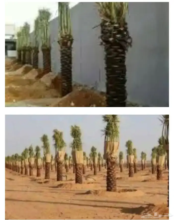 تكريب نخيل الرشنطني 2