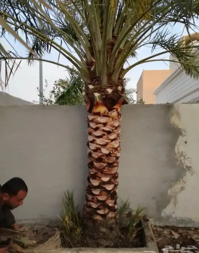 تكريب نخيل الرشنطني 3