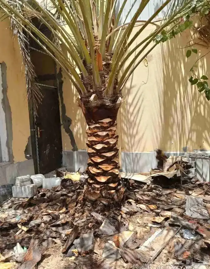 تكريب نخيل الرشنطني 5