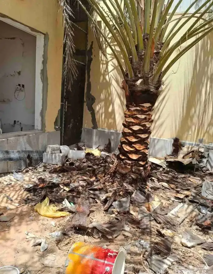 تكريب نخيل الرشنطني 4