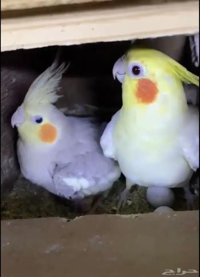 جوز كروان 0