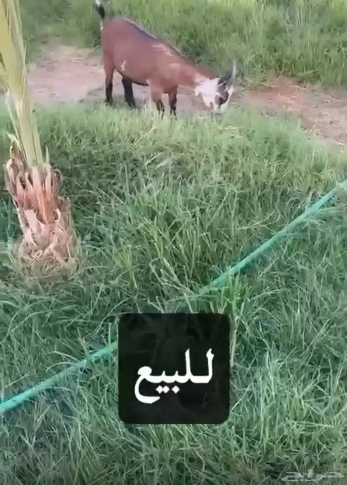 تيوس وماعز القزم للبيع 4