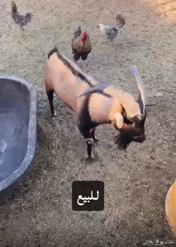 تيوس وماعز القزم للبيع 1