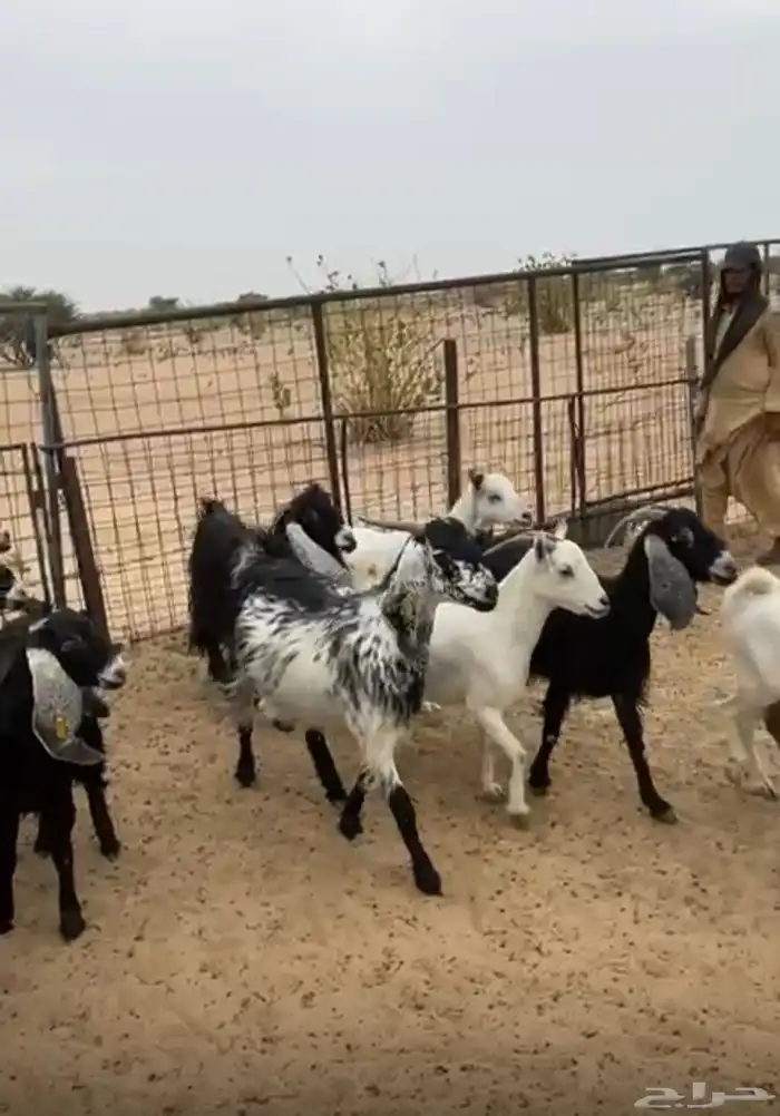 معزا مراح واحد ونظيفه فواخر بيشيات وعوارض دفيع 0