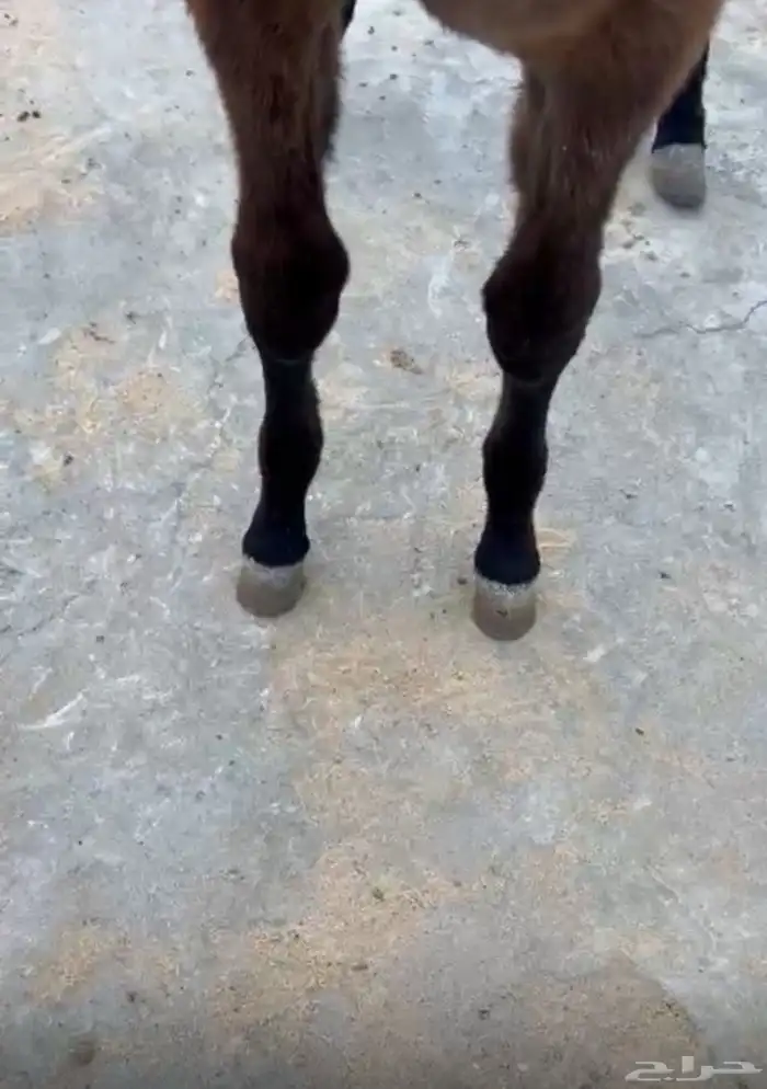 مهره بنت بطل 1