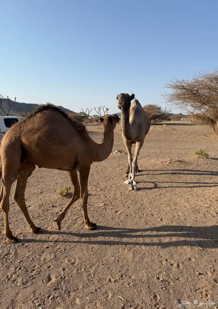 عشرا تحتها قعود طايش 2