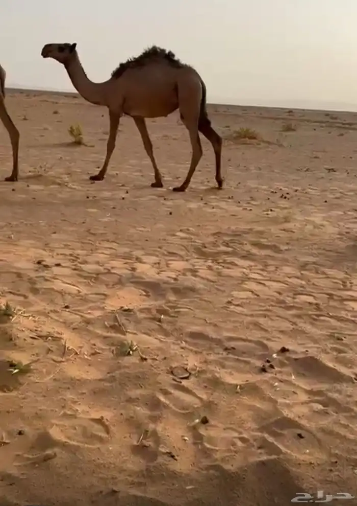 قعود وثلاث أبكار للبيع 1