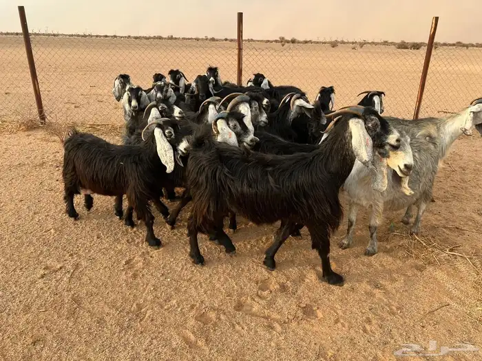 معزا مراح واحد العدد 26 بالفحل تحتها 19 1