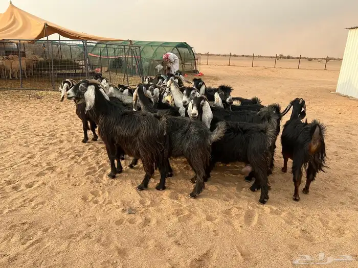 معزا مراح واحد العدد 26 بالفحل تحتها 19 0
