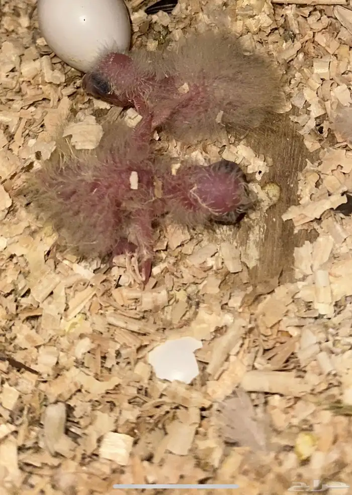 جوز صن كنيور منتج شرط Sun Conure 3