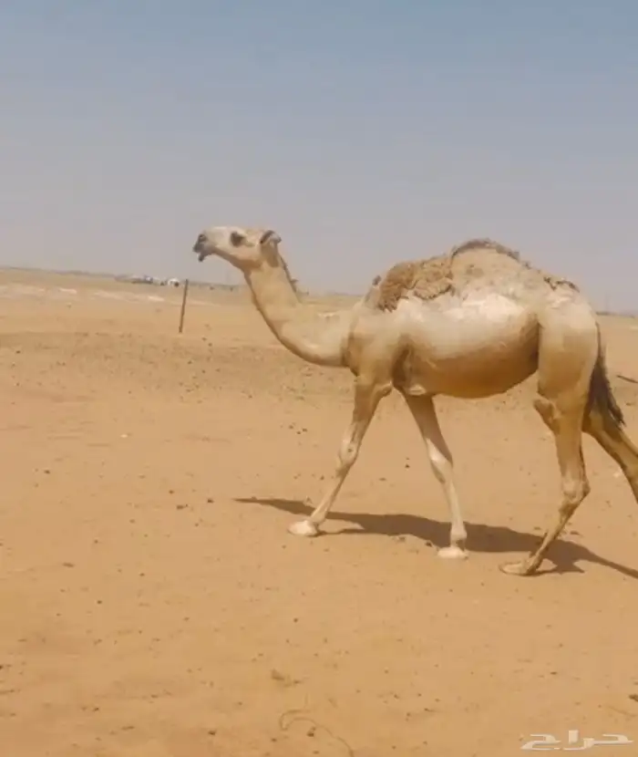 بكره شقحا 0
