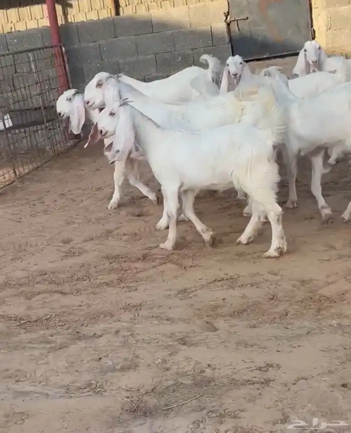 8 جفرات بيض بفحلهن 0