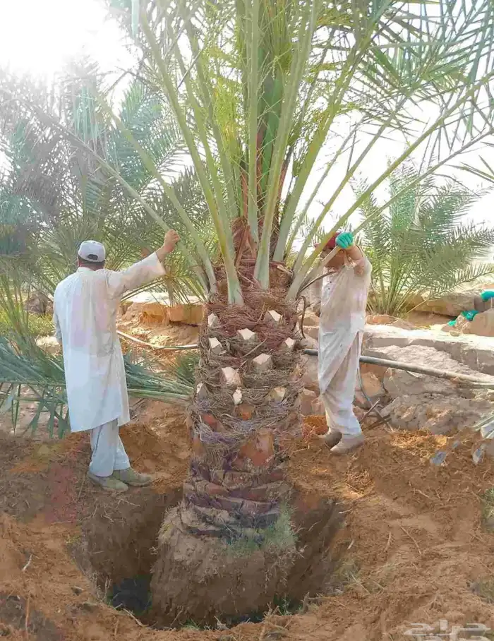 مطلب نحل كبير برني 0