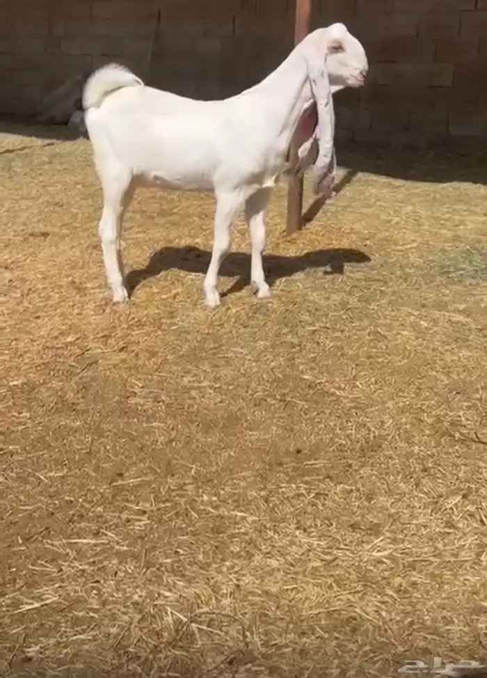 جفره مطورره فااخره 0