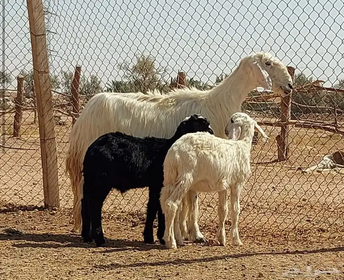 بيعت الله يبارك له عيسيه حدره توم 0
