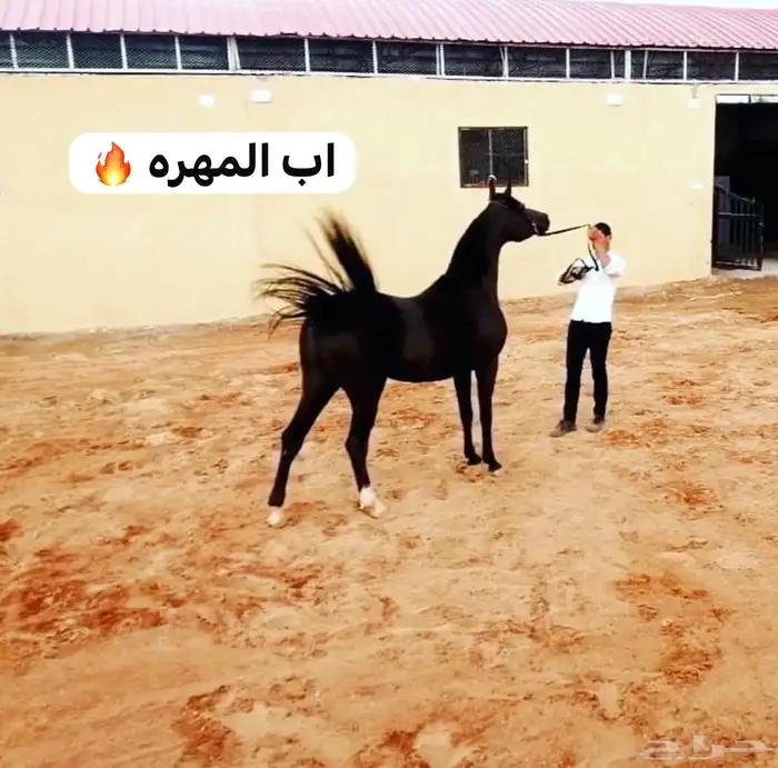 مهره واهو فاخره بنت بطل 1