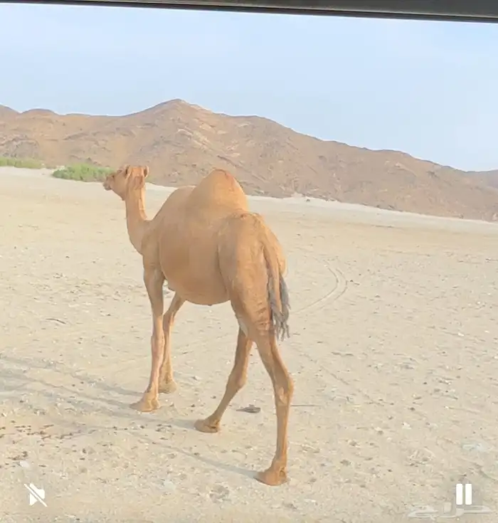 للبيع عدد 5 من الأبل 2