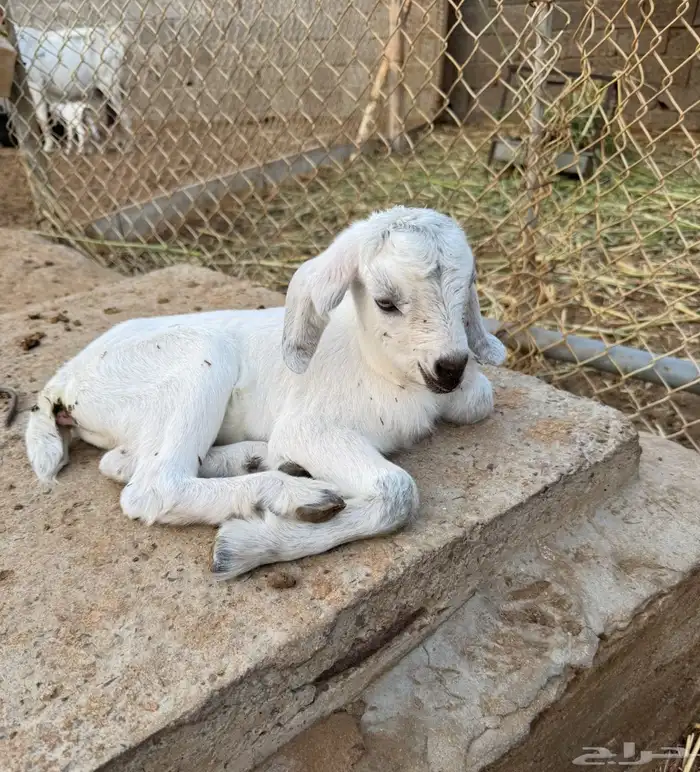 تيس فحل اجم 3