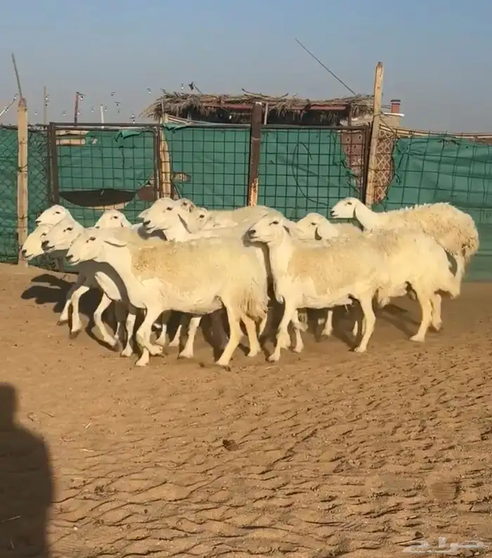 شياه حريات صنف دفيع شرط كشف سونار منوة القناي 1
