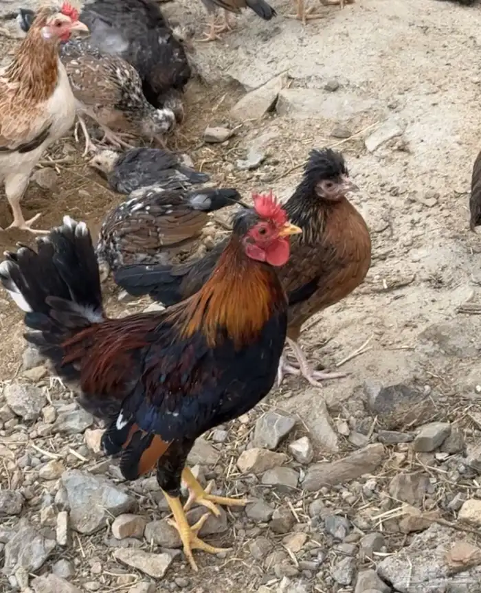 ديوك عربية - أفرق مقبع 6