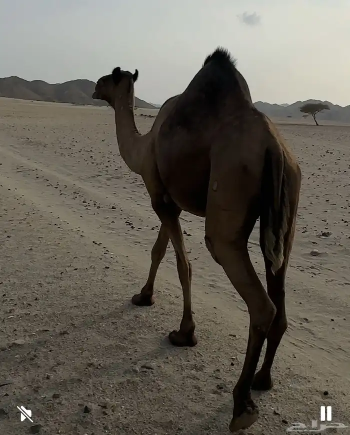 للبيع عدد 5 من الأبل 3