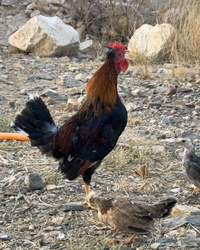 ديوك عربية - أفرق مقبع 5
