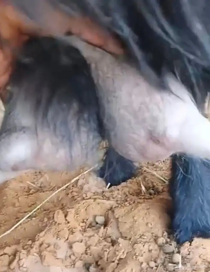عنز حليب عارضية طيبة 4