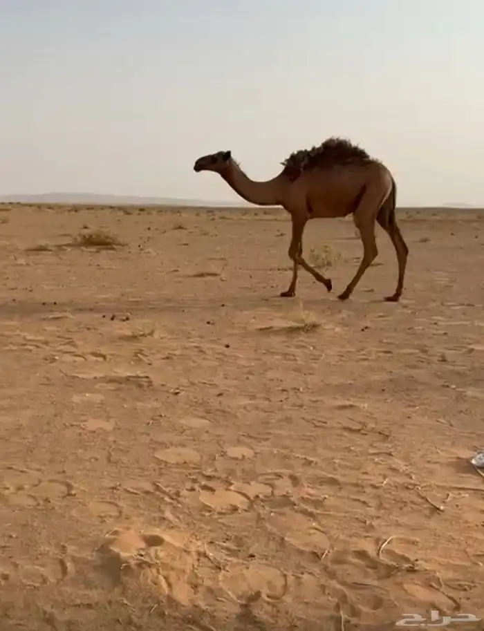 قعود وثلاث أبكار للبيع 2