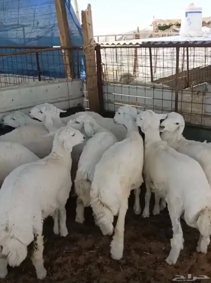 طليان حريه 0