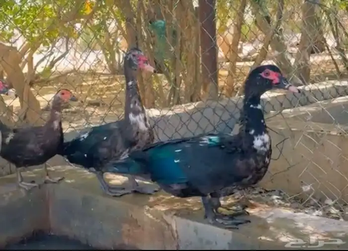 بط مصري اربع ذكور عمرهن7 شهو وثنين اناث عمرهن سنه 1