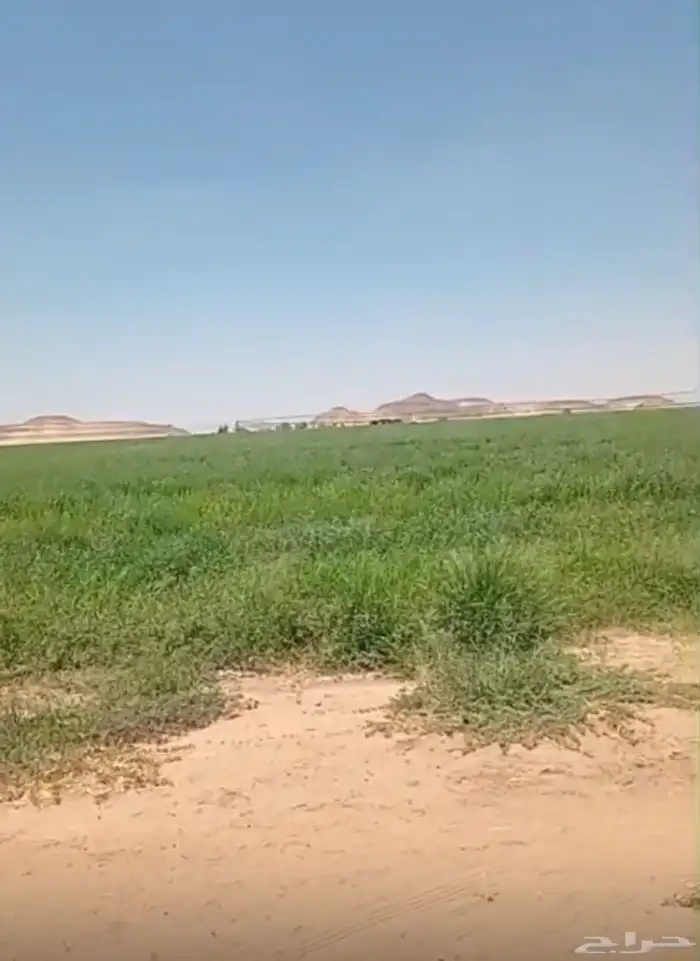 ثلاث مزراع حدايد في عيينة مؤجرة 180 0