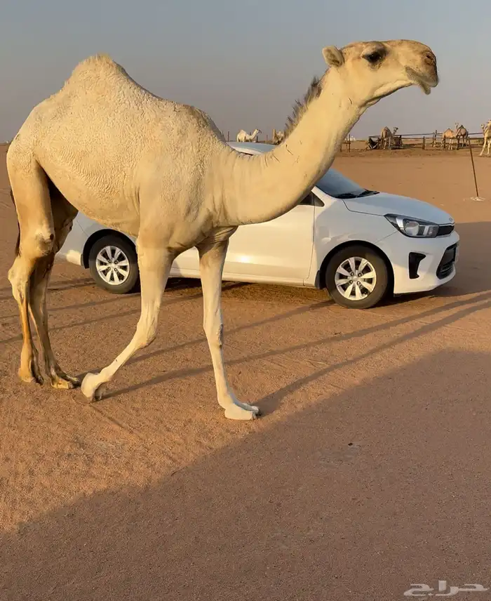 للبيع قعود 0