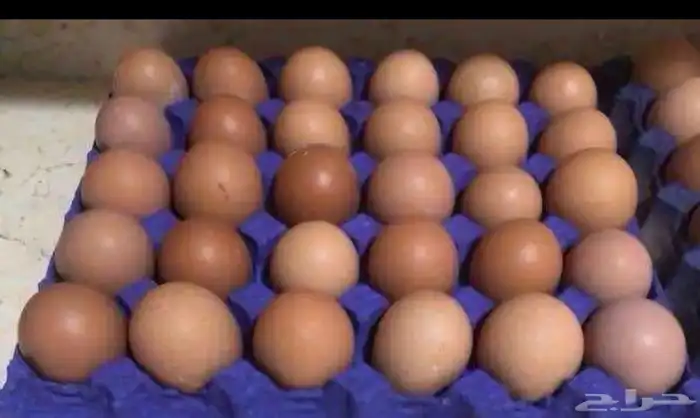 بيض لوهمان بيور مائده غير مخصب للاكل 0