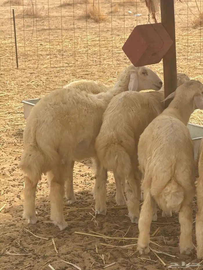 طليان مقفلة شحم ولحم تم البيع 3