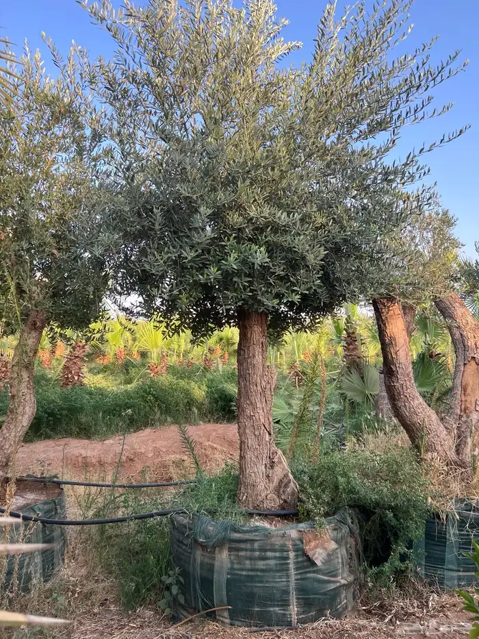 زيتون مراكن معمر 1