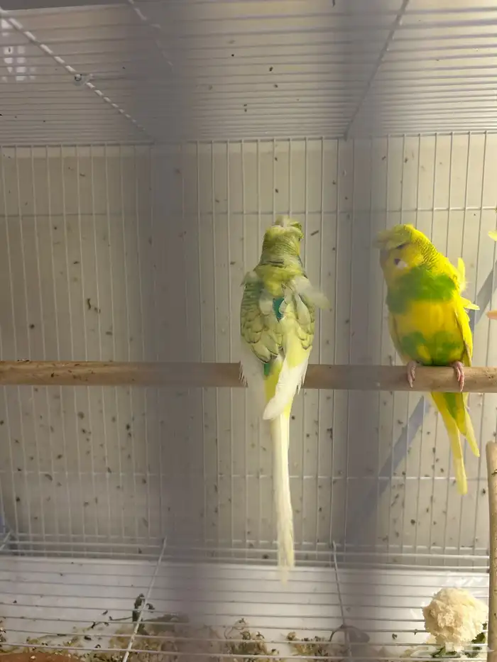 هوقو ذكور بالغه جاهزه الانتاج 4