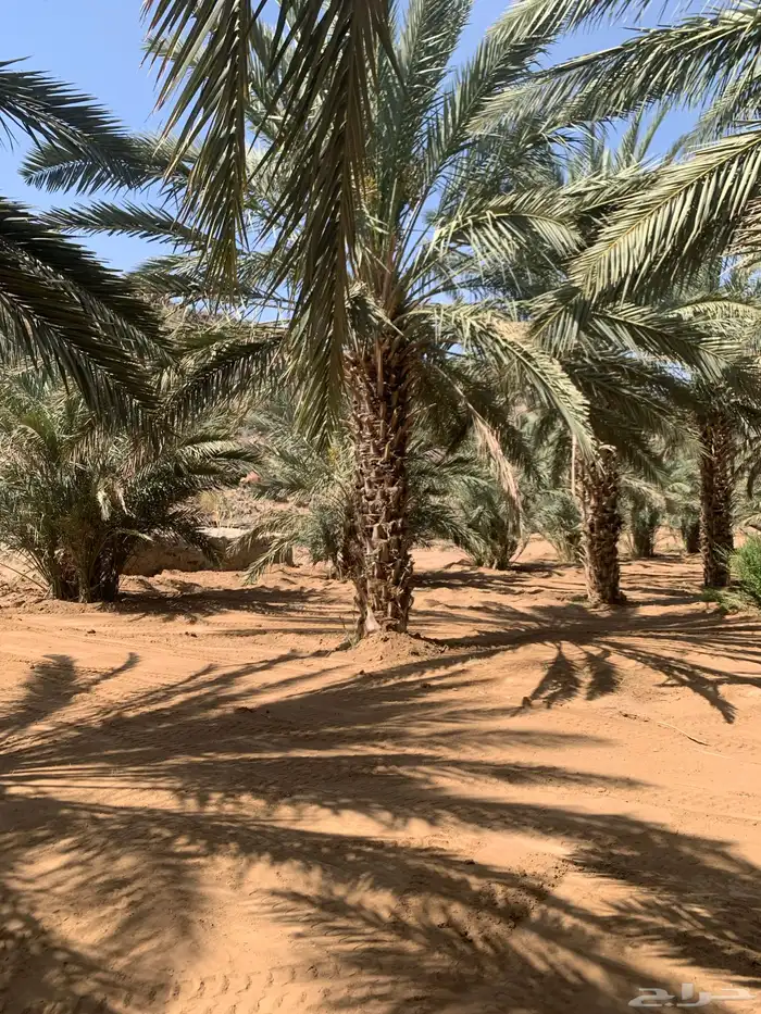 نخل متلبن من ثلاثه متر الى الربعه متر 1