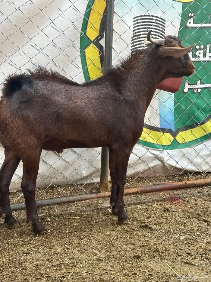 مشاريع فحول للبيع 5
