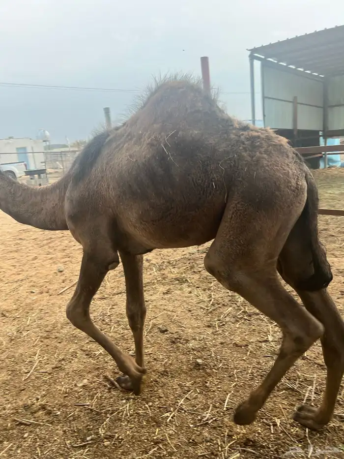 قعود موزع على ارباع واثمان 1