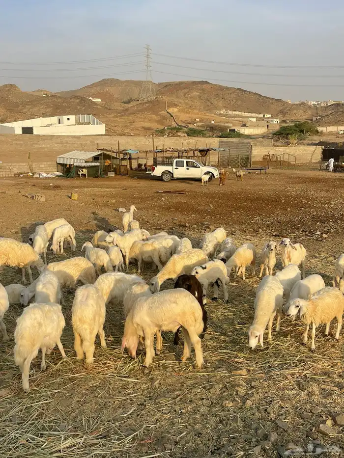 طليان ورخال حرية 3