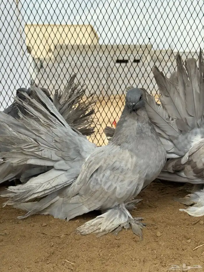 مجموعة رقاص أمريكي استاندر 8