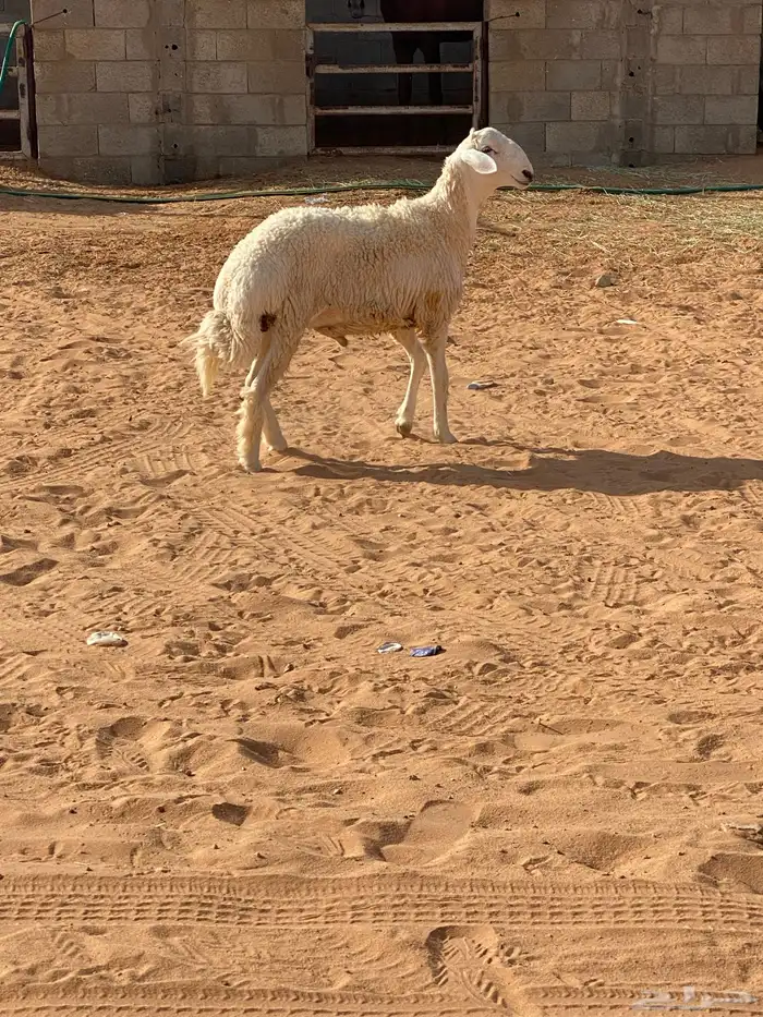 خروف جذع صنف حري 3