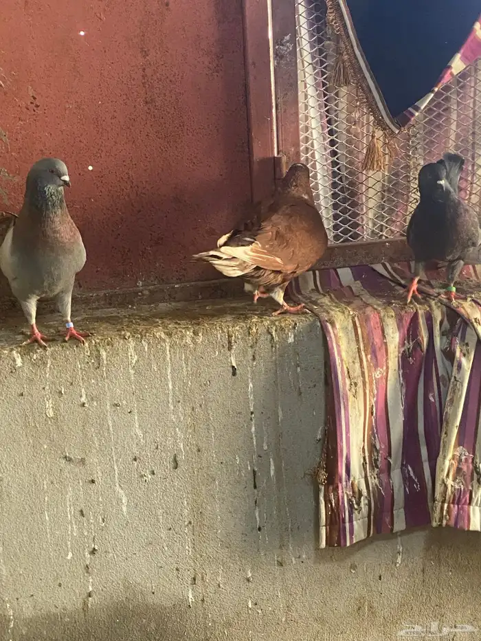 حمام زينه عشه كامله للبدل فقط 4