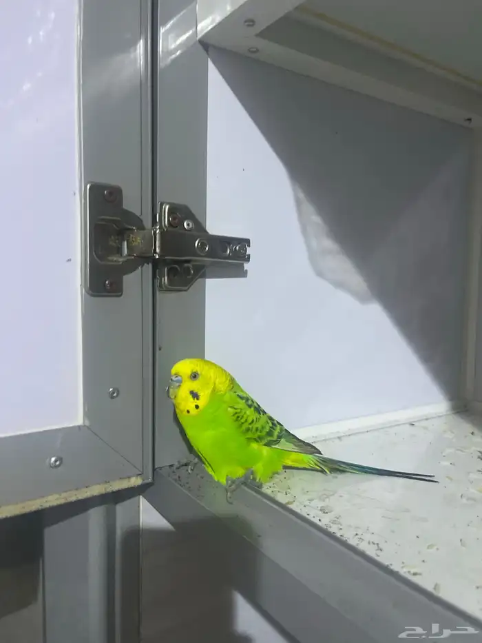 لقيت الطير هذا 0
