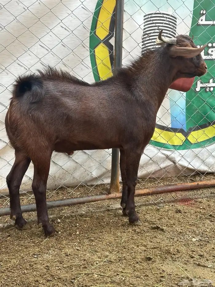 مشاريع فحول للبيع 4