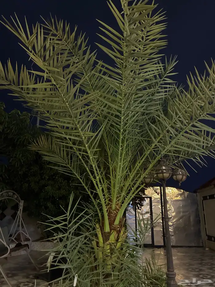 نخله للبيع سبب البيع لتوسعت المكان 0