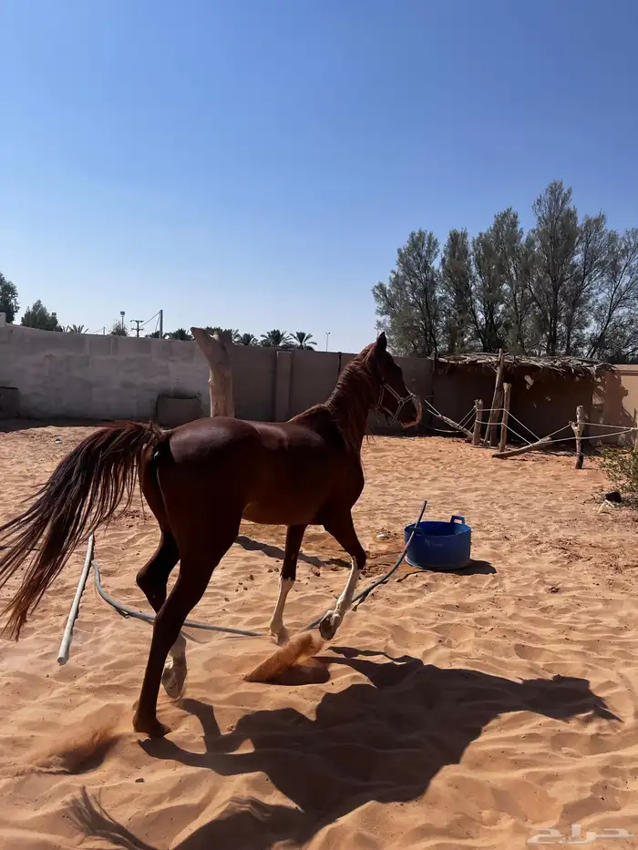 حصان شعبي 2
