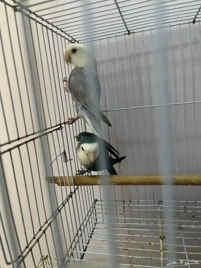 للبيع زوج روز منتج من قبل وموجود صور انتاجه 3